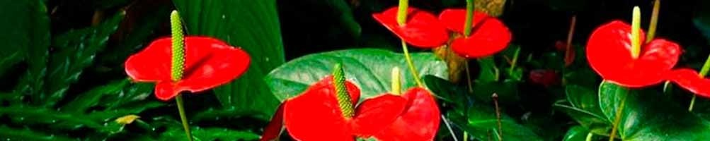 Floressa, horticulteur à St Aunès en click & collect : plantes d'intérieur