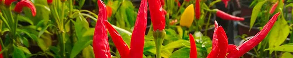 Floressa Horticuteur à Saint Aunès : nos Plants de Légumes